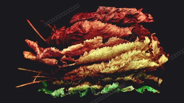 动漫壁纸 1