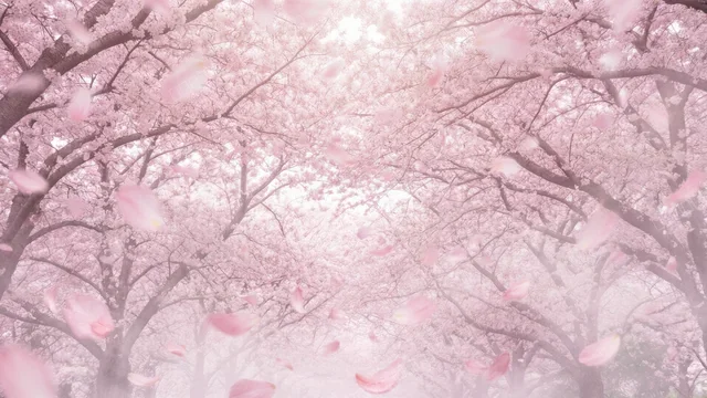樱花风洞光之隧道