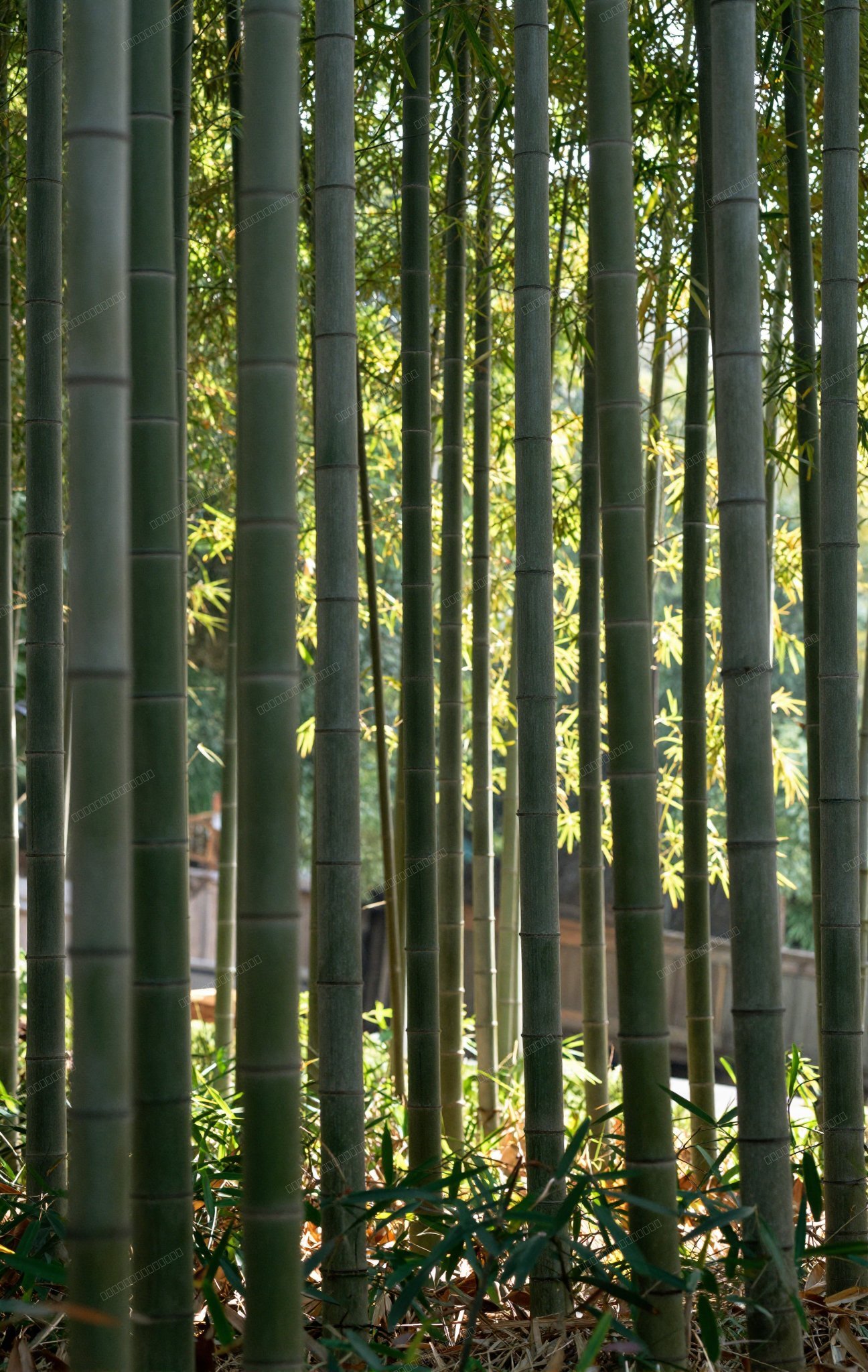 Zen Sun Rays Bamboo Forest Wallpaper