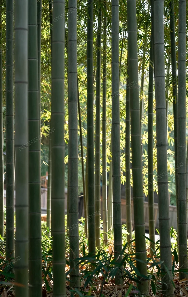 竹林阳光 禅意壁纸