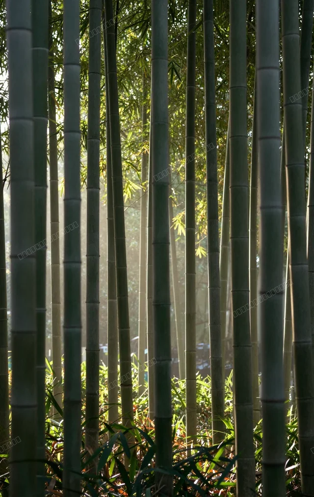 竹林阳光垂落|禅意日式壁纸