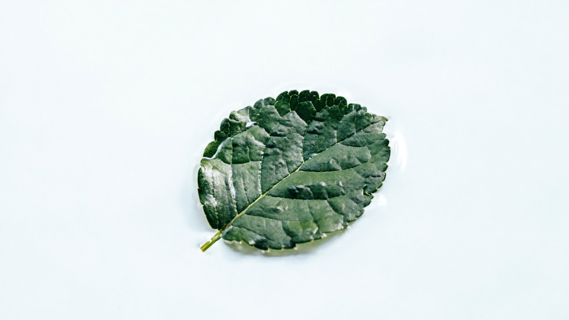 Minimalist Zen Leaf on White