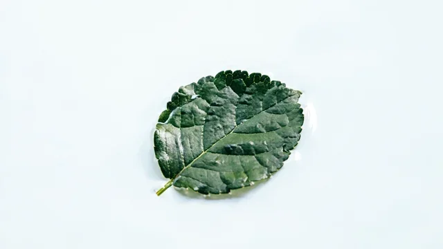 白色空间中漂浮的孤叶